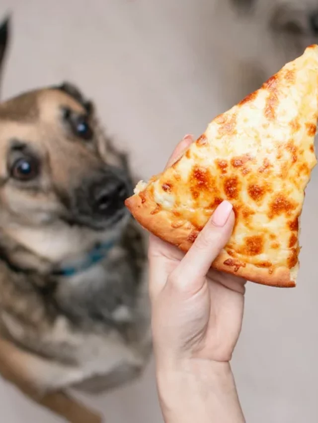 Pizza é boa pra cachorro?