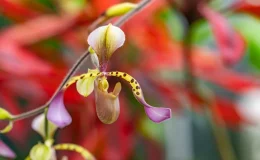 Paphiopedilum lowii orquídea rara flor