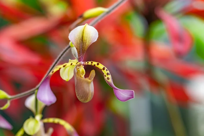Paphiopedilum lowii orquídea rara flor