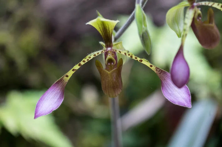 Paphiopedilum lowii  orquidea rara