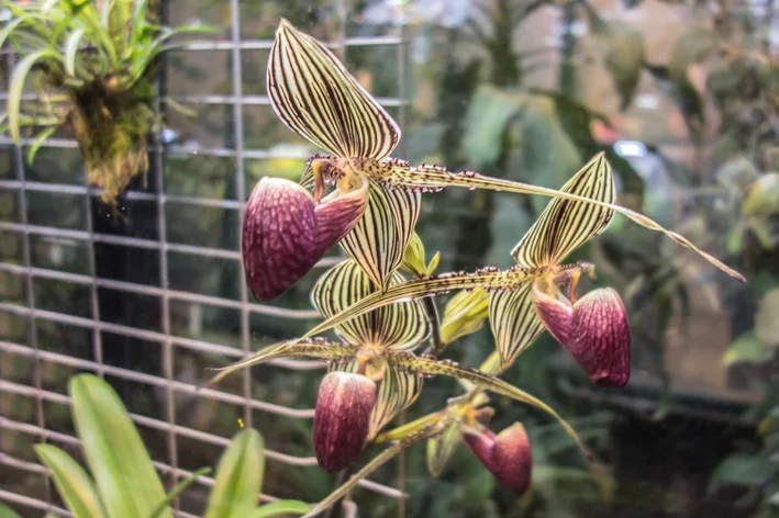 pétalas da orquídea Paphiopedilum Rothschildianum