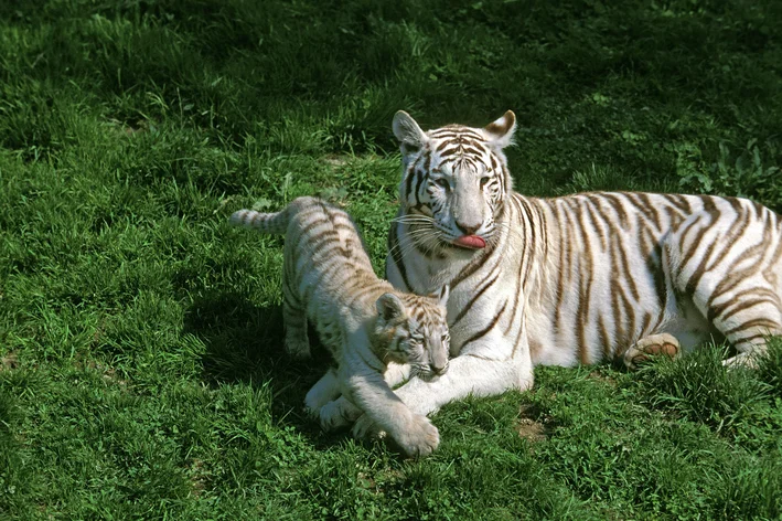femea de tigre branco com filhote