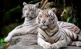 casal de tigre branco
