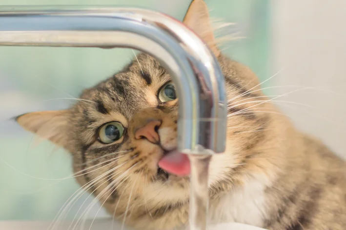 coletivo de gatos água