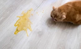 gatos vomitando amarelo