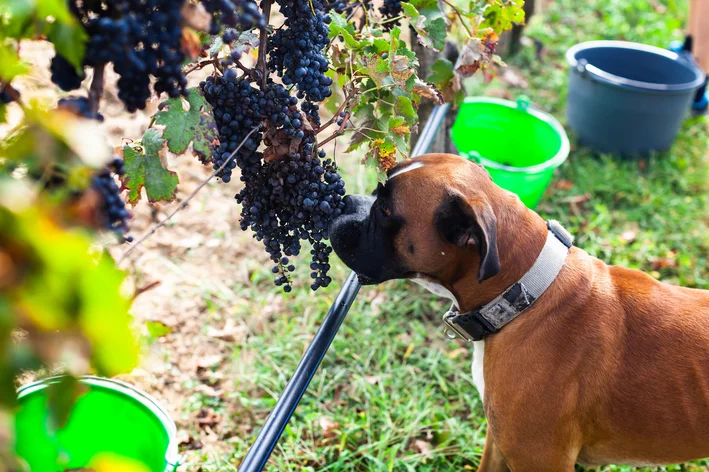 cachorro comendo uva