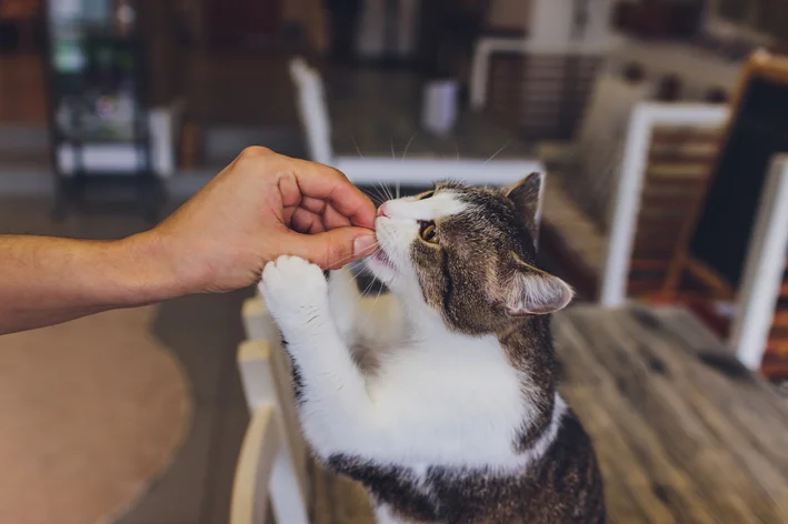gato adestrado com petisco