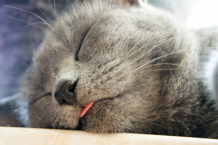 Gato dormindo com a língua para fora