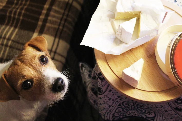 pao de queijo faz mal para cachorro