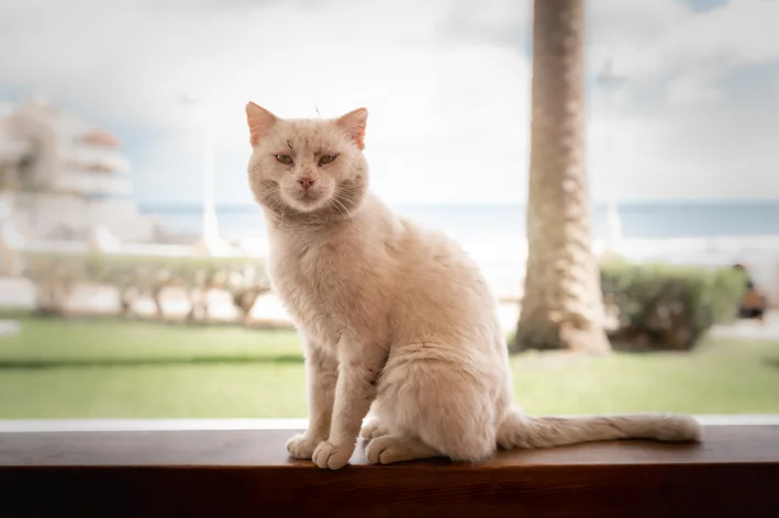 câncer de pele gato branco