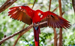 arara-vermelha com as asas abertas