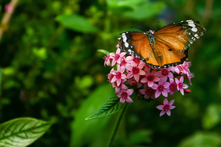 borboleta pousada na planta