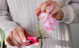 como fazer muda de orquídea a partir do caule