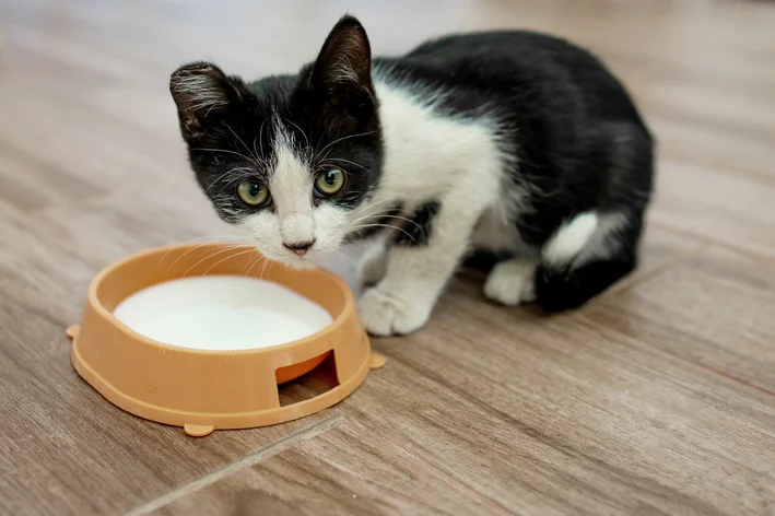 gato bebendo leite é mito ou verdade?
