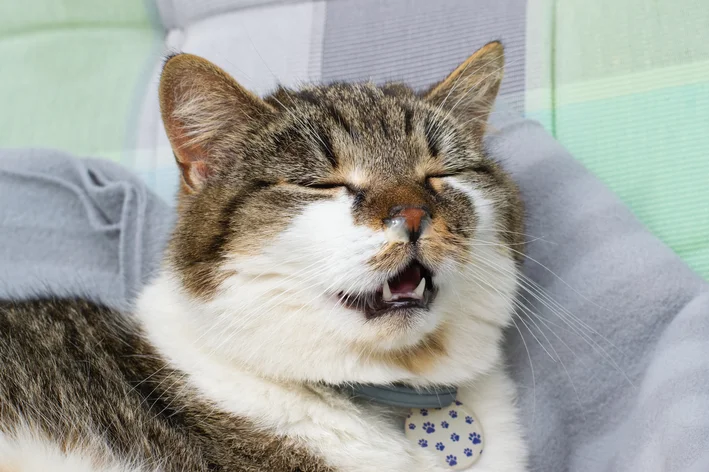gato idoso com doença bucal