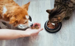 cachorro e gato comendo ração mitos e verdades