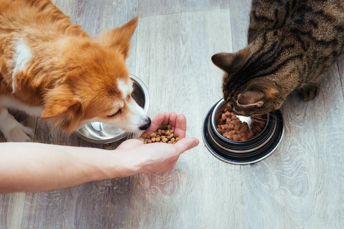 cachorro e gato comendo ração mitos e verdades