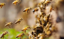 coletivo de abelhas