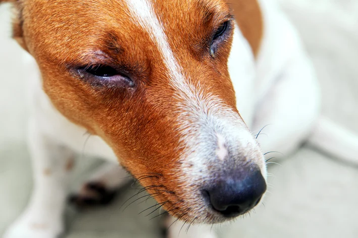 doenças oftamologicas em cães