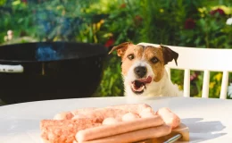 Cachorro pode comer carne de porco
