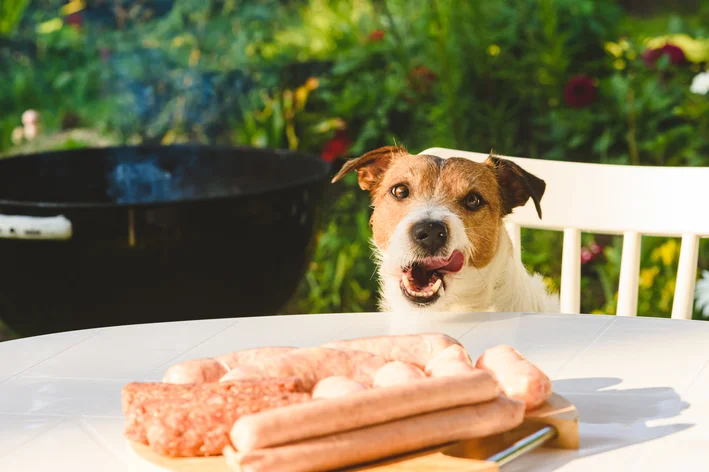 Cachorro pode comer carne de porco