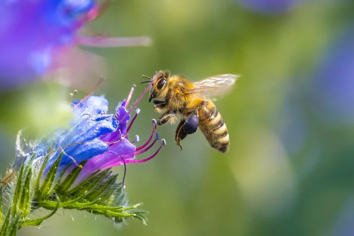 abelhas curiosidades