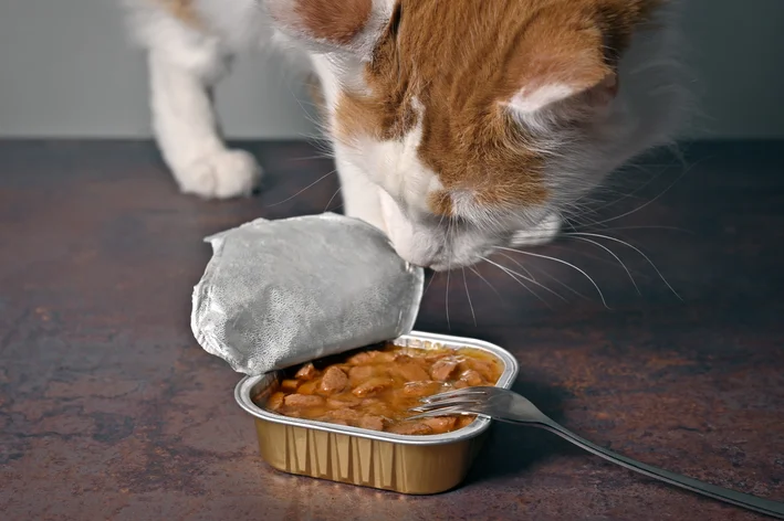 beneficio alimento umido para gato