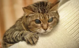 gato cego apoiado no sofá