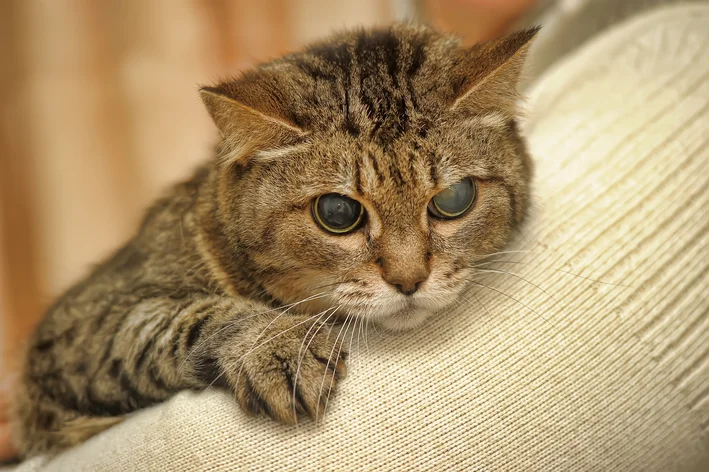 gato cego apoiado no sofá