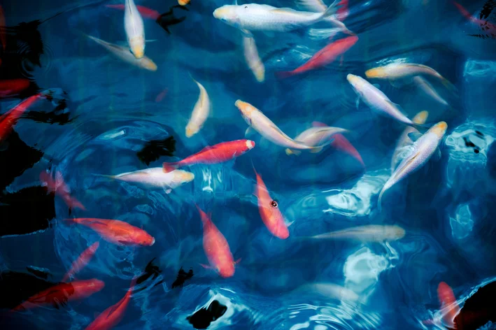 peixes coloridos na água