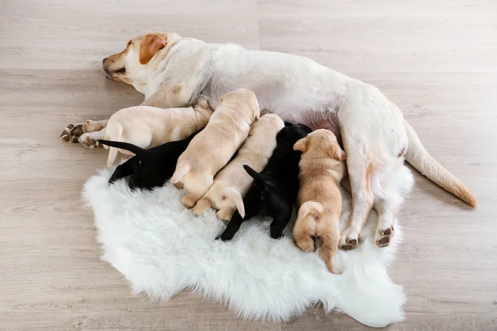 cachorros recém nascidos amamentados pela mãe