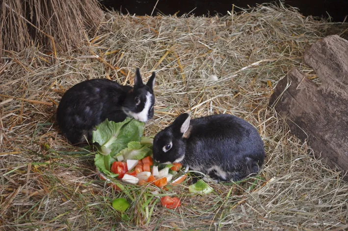 coelhos comendo tomate picado