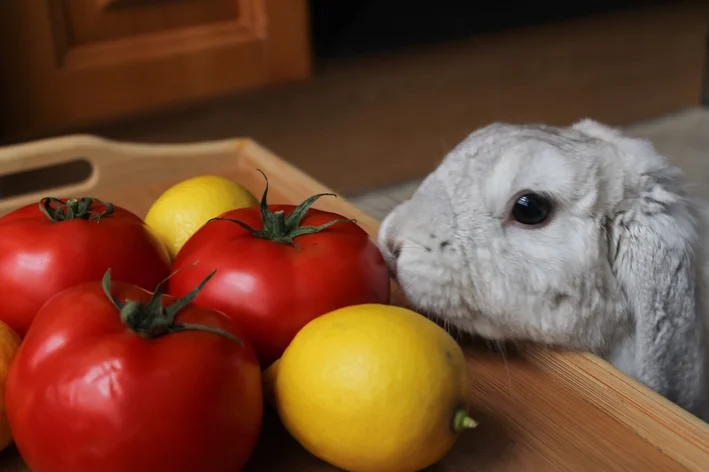 coelho comendo tomate vermelho