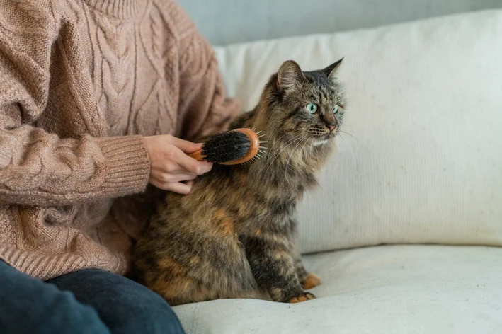 mulher escovando gato no sofá
