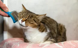 escovar gato é fácil
