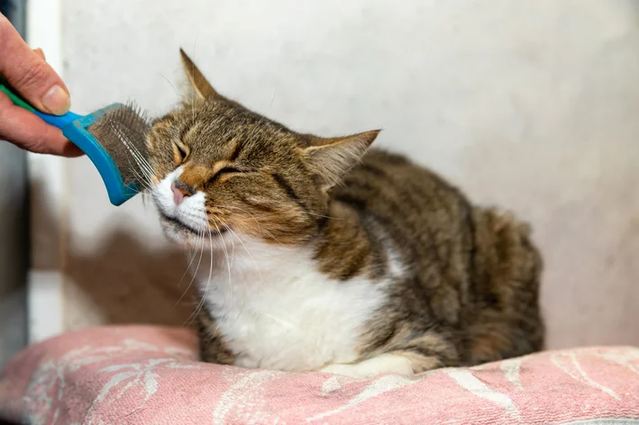 escovar gato é fácil