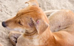 feridas na orelha de um cachorro
