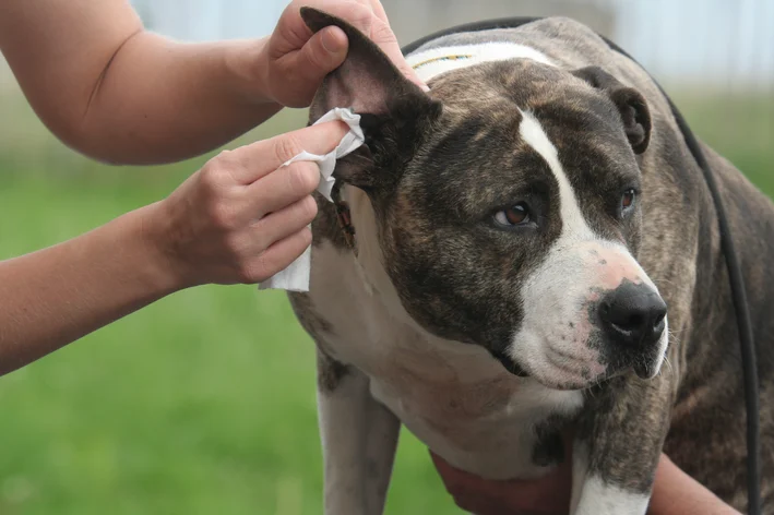 pessoa cuidados de feridas na orelha de cachorro