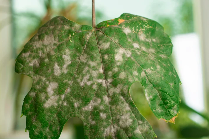 planta com fungos na folha
