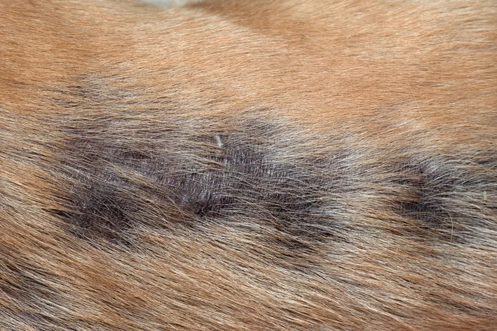 cachorro com manchas pretas na pele
