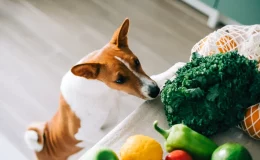 legumes que cachorro pode comer