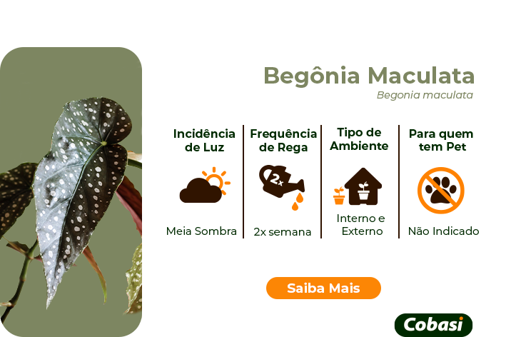 guia de plantas begonia maculata