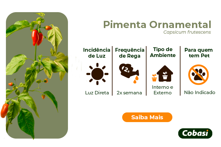 guia de plantas pimenta ornamental