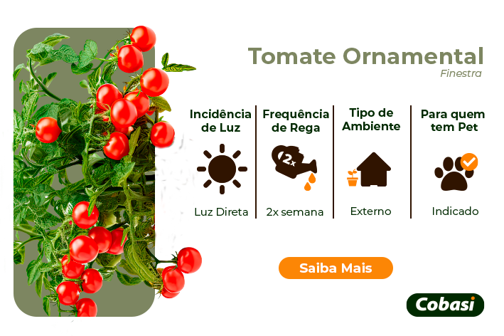 guia de plantas tomate ornamental