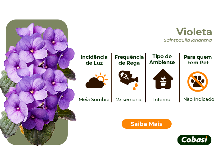 guia de plantas violeta