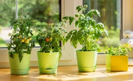 tomate ornamental no vaso