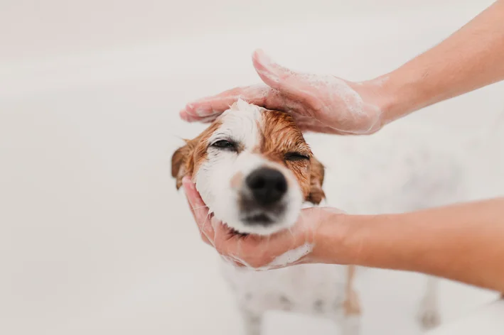 melhor shampoo para cachorro com dermatite