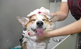 melhores shampoos para cachorros