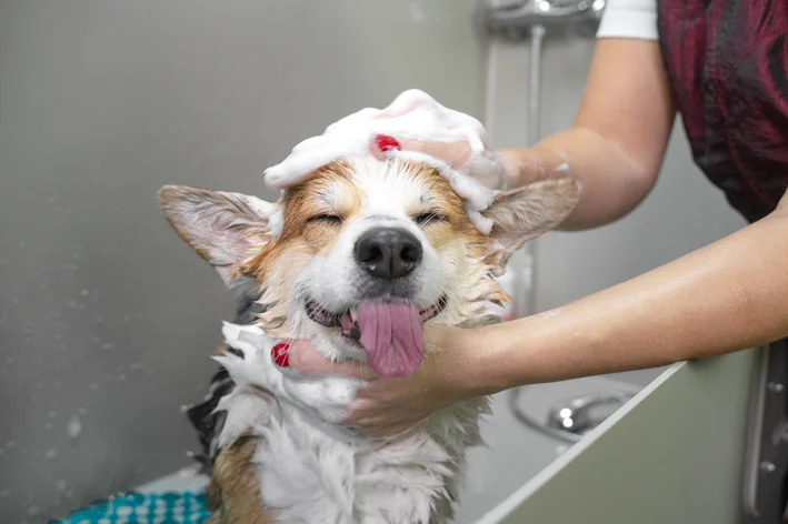 melhores shampoos para cachorros