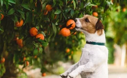 cachorro comendo tangerina
